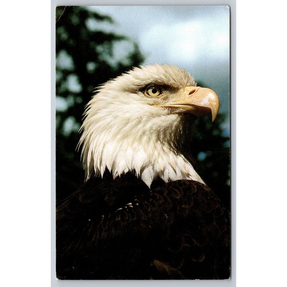 Postcard American Bald Eagle Vintage